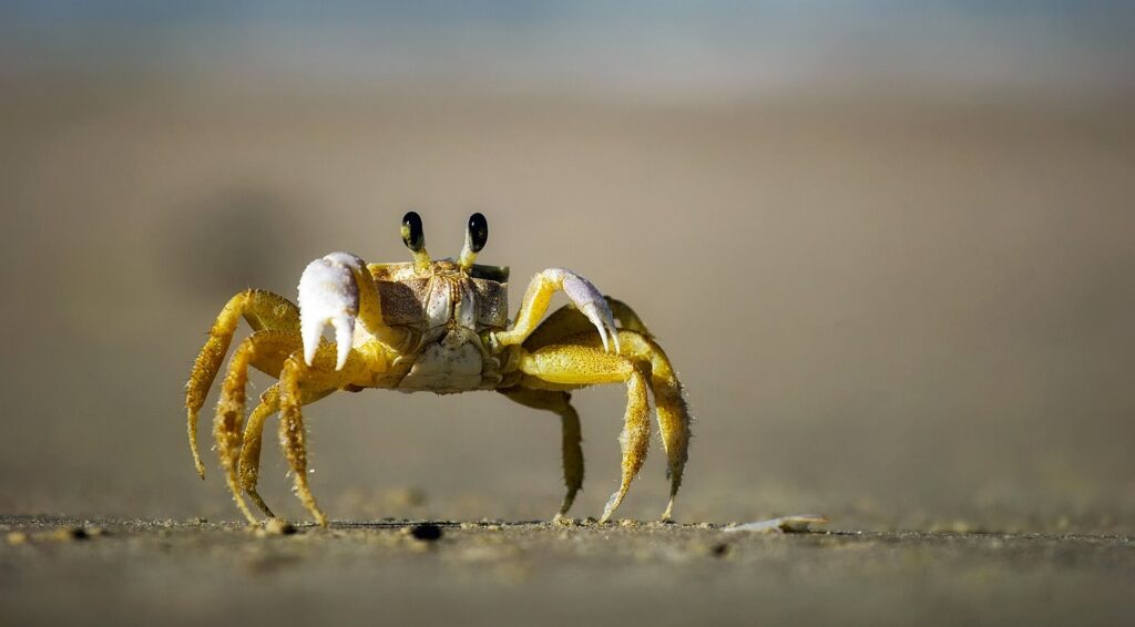 お歳暮に親戚向けのカニのおすすめはどれ？