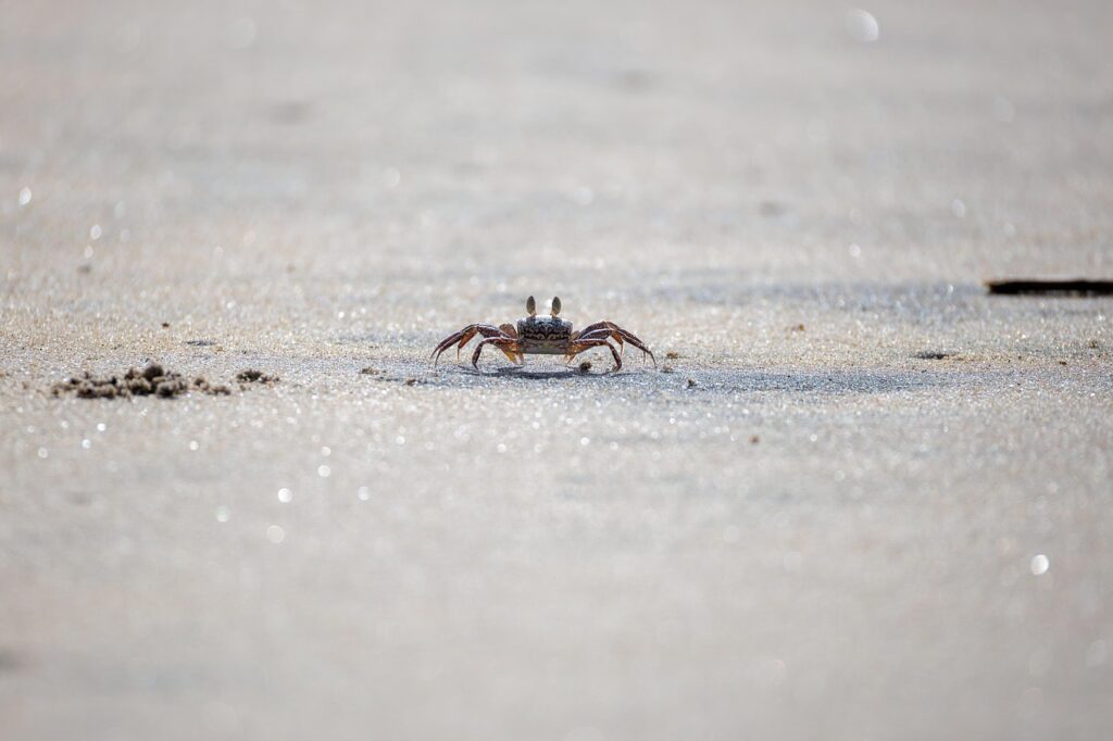 お歳暮に最適なカニ、タラバガニを取引先向けに贈る際のポイントは？