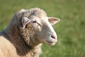 お歳暮にぴったりな国産うなぎは親戚向けにおすすめですか？