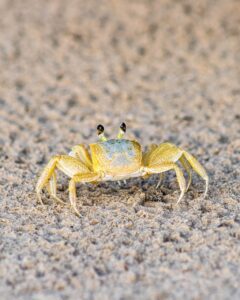 お歳暮に最適なカニギフトは取引先向けにどれを選ぶべき？