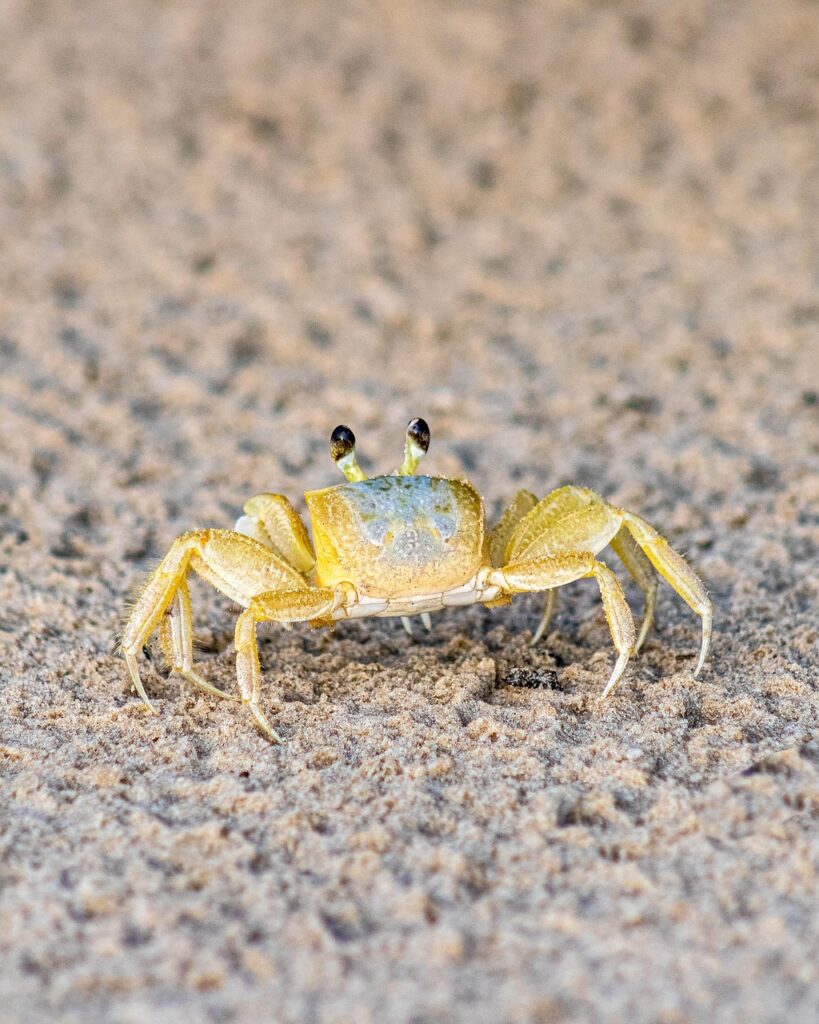お歳暮に最適なカニギフトは取引先向けにどれを選ぶべき？
