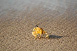 お歳暮に最適なカニギフトは親戚向けにどれが人気？